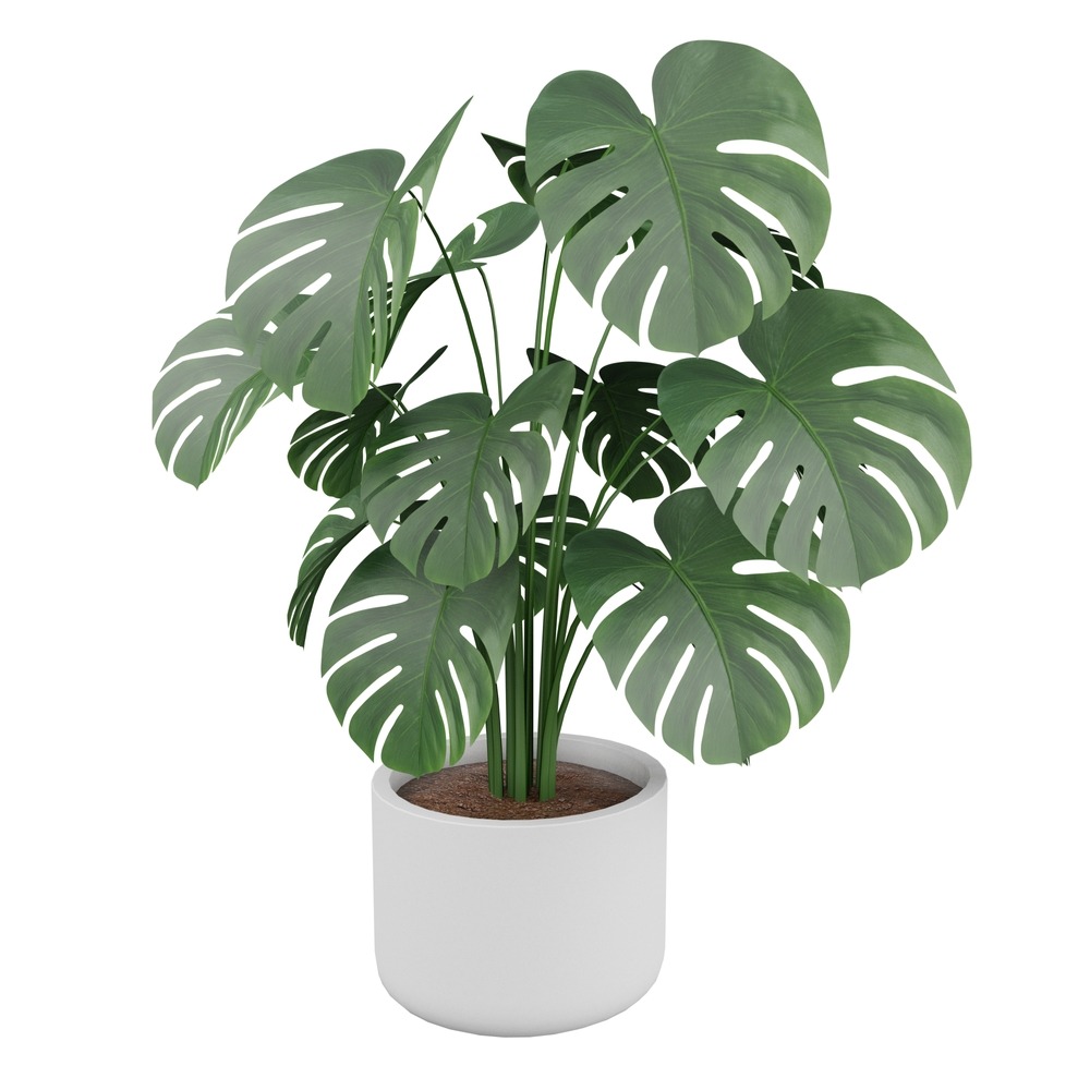 Monstera Deliciosa φυτό εσωτερικού χώρου