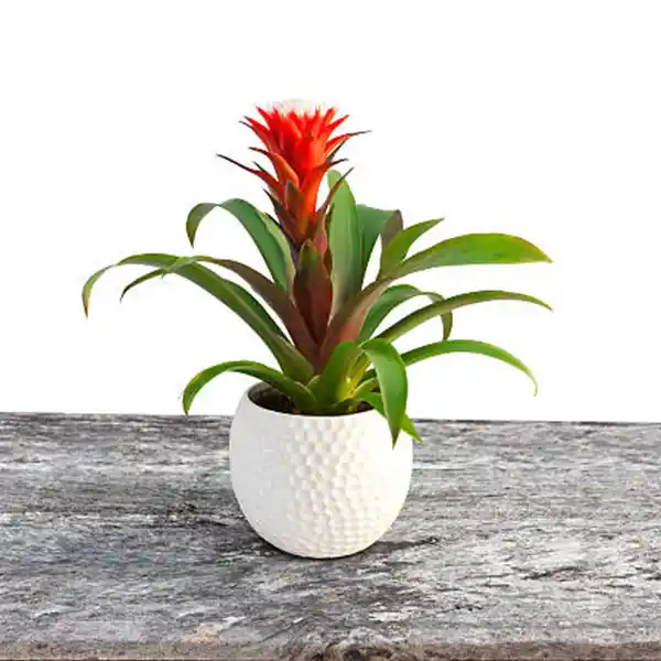 Guzmania Γκουζμανία τροπικό φυτό εσωτερικού χώρου