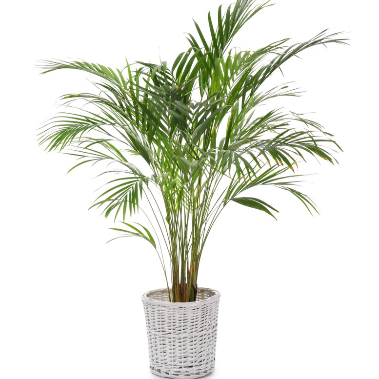 Areca Palm Φοίνικας Αρέκα φυτό εσωτερικού χώρου