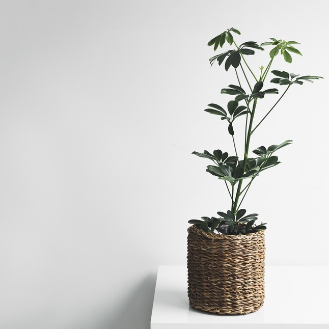 Schefflera Arboricola Σεφλέρα φυτό εσωτερικού χώρου