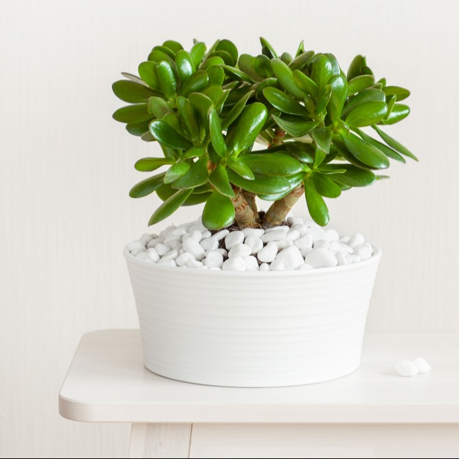 Crassula Ovata Κρασσούλα Jade Plant φυτό εσωτερικού χώρου