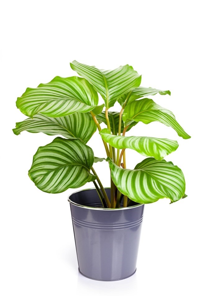 Calathea Orbifolia με μεγάλα, στρογγυλά πράσινα φύλλα και ασημένιες ρίγες σε γλάστρα.