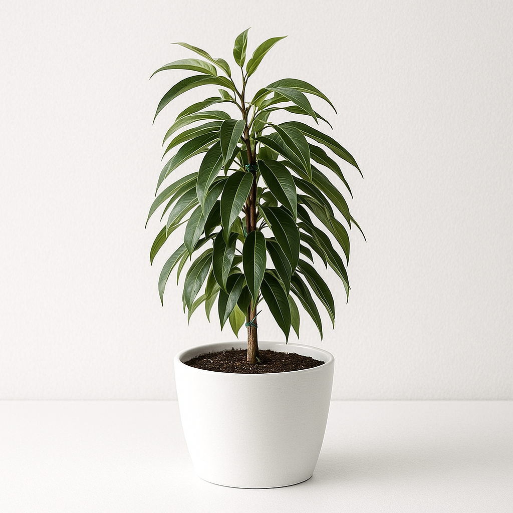 Ficus Amstel King φίκος εσωτερικού χώρου Phytosophy