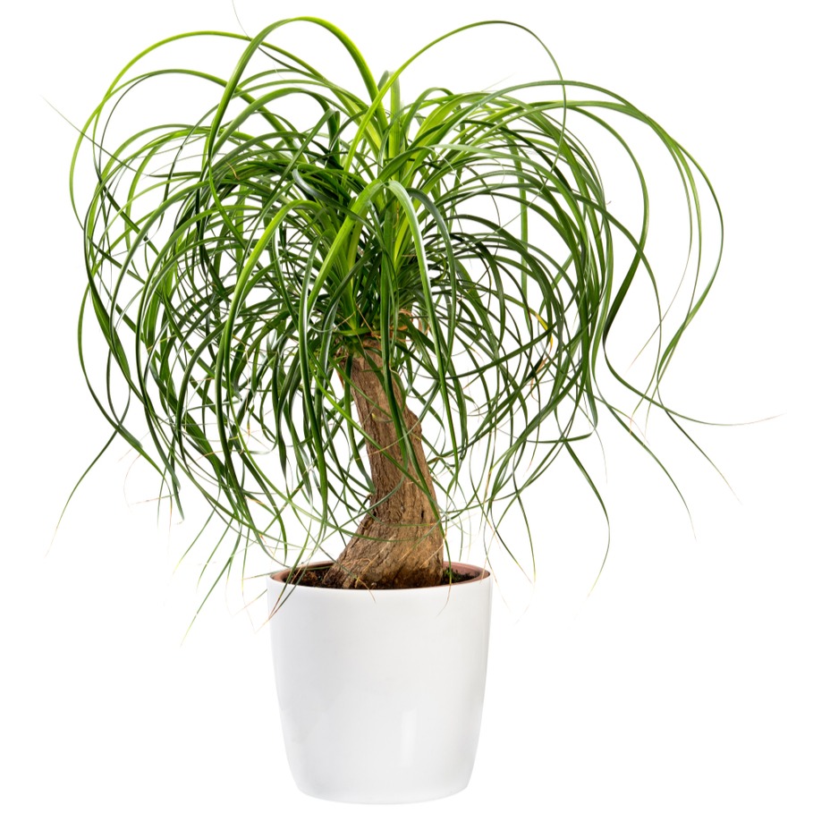 Μπουκαρνέα Beaucarnea recurvata φυτό εσωτερικού χώρου pet-friendly Phytosophy