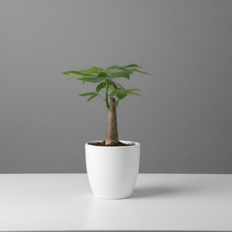 Πάχυρα Money Tree σε γλάστρα 9cm με πλεγμένο κορμό, μη τοξικό φυτό για κατοικίδια.