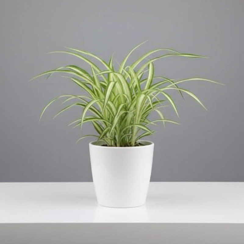 Χλωρόφυτο (Spider Plant) σε γλάστρα, ένα pet-friendly φυτό εσωτερικού χώρου από το Phytosophy.