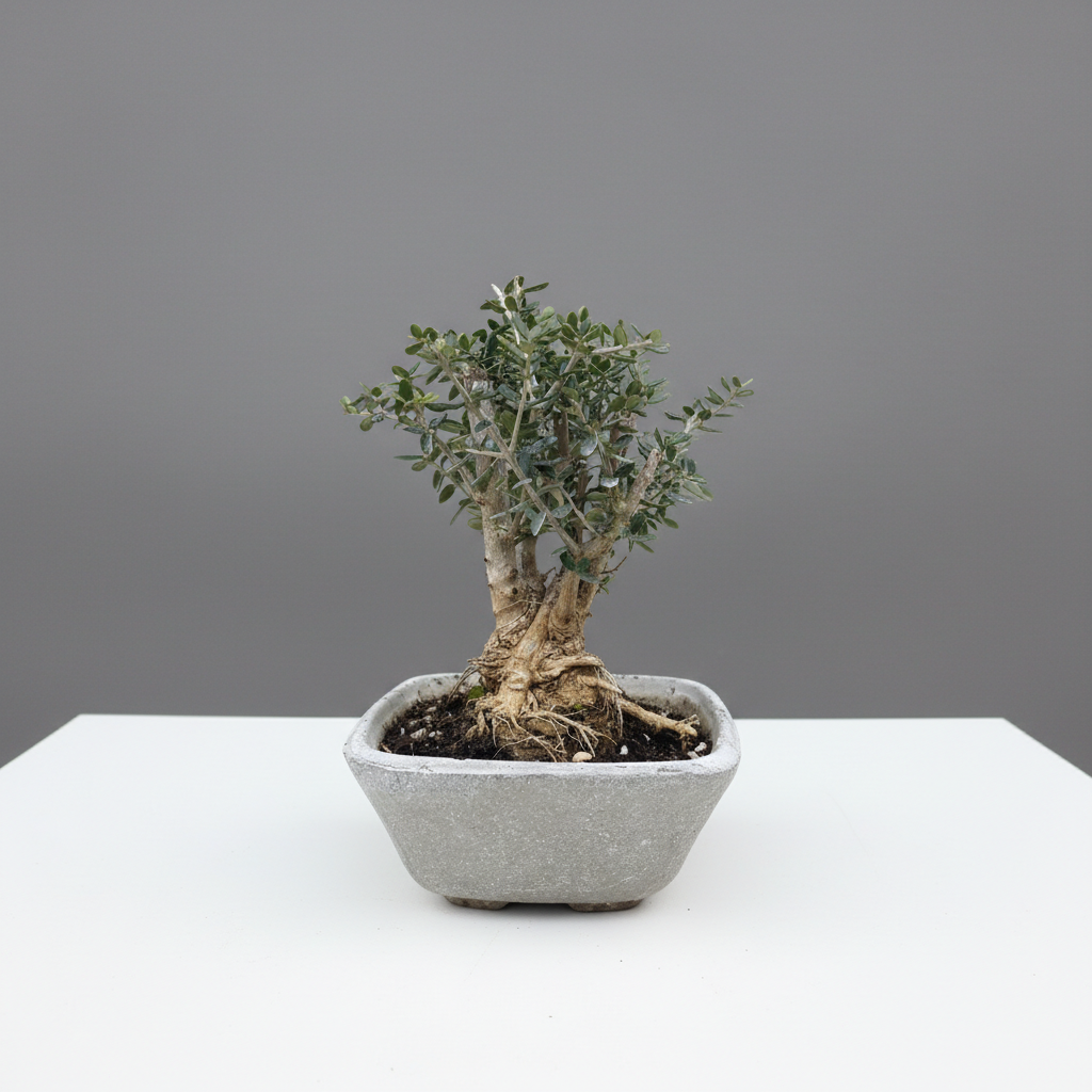 Bonsai Ελιά Άρωμα Ελλάδος σε τσιμεντένιο κασπώ διακόσμηση