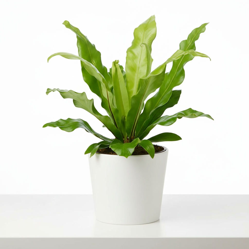 Φυτό εσωτερικού χώρου Ασπλένιο (Φωλιά του Πουλιού) σε κασπώ από τη Phytosophy.