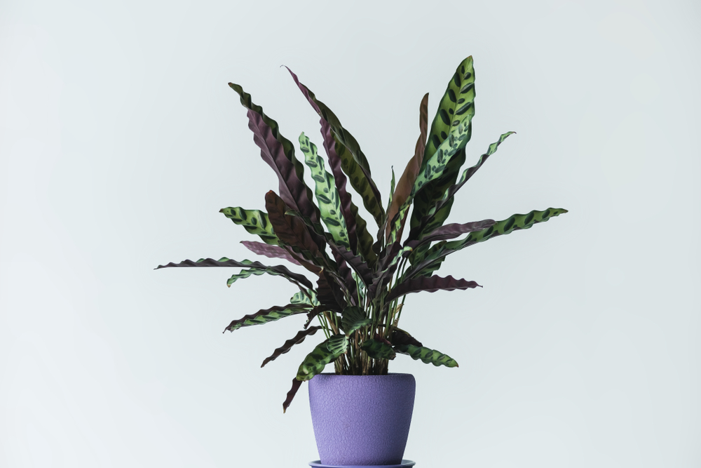 Φυτό Calathea Lancifolia ύψους 30cm σε γλάστρα εσωτερικού χώρου