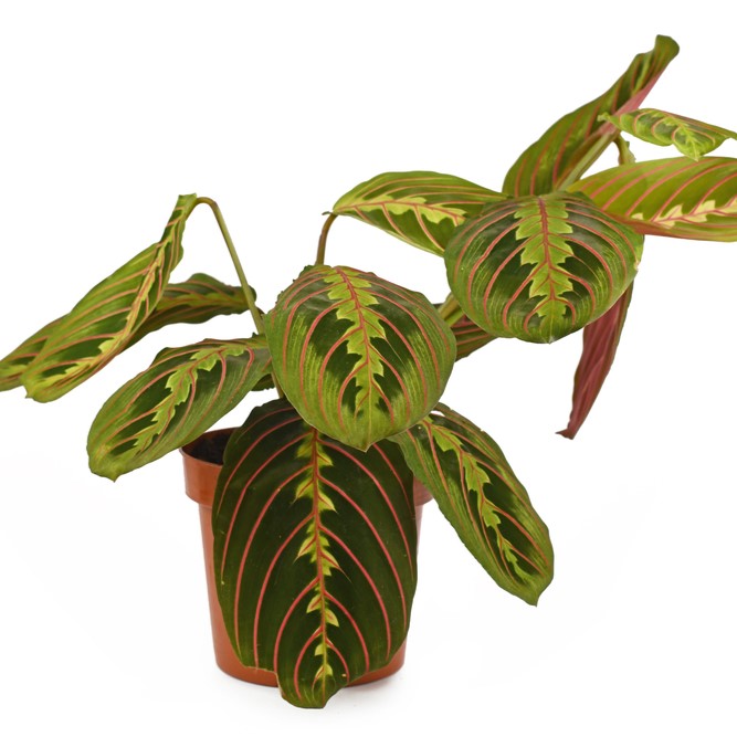 Καλαθέα Μαράντα (Prayer Plant) με πράσινα φύλλα και κόκκινες νευρώσεις, μη τοξικό φυτό για κατοικίδια.