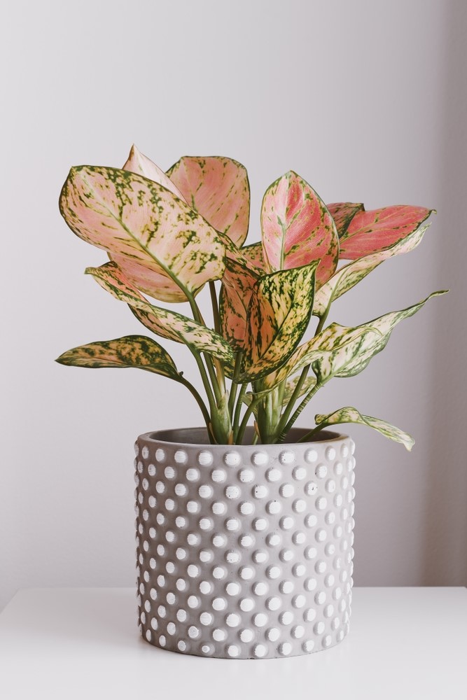 Aglaonema με ροζ και πράσινα φύλλα σε γλάστρα, φυτό εσωτερικού χώρου