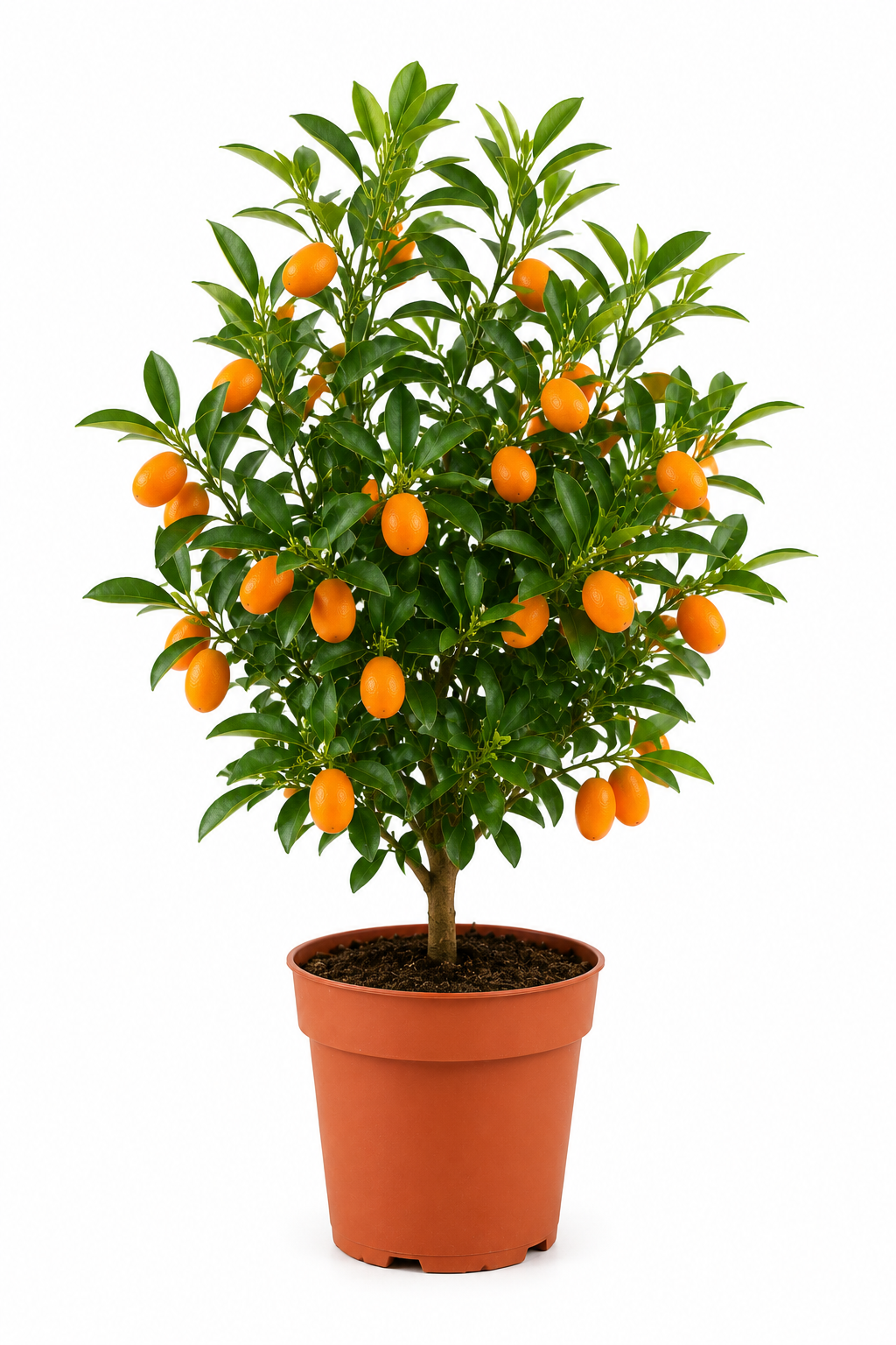 Κουμ Κουάτ (Kumquat) σε γλάστρα με βρώσιμους πορτοκαλί καρπούς ύψους 70cm