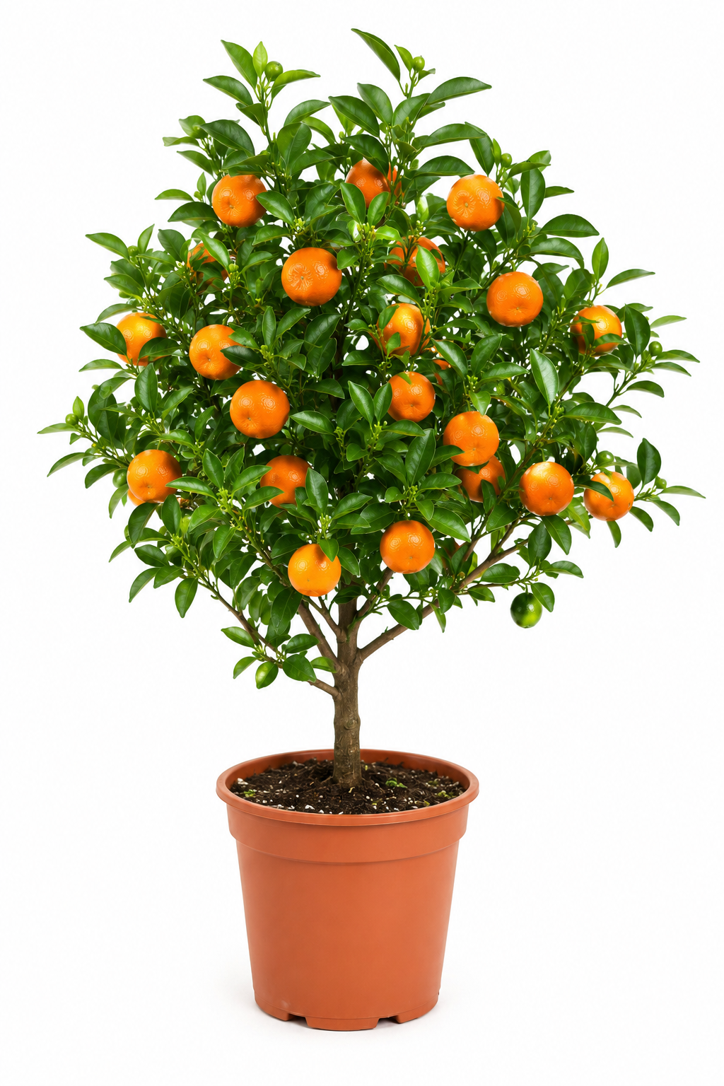 Μανταρίνι (Citrus reticulata) σε γλάστρα με καρπούς ύψους 50cm